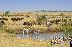 Aτομικό ταξίδι στο Ναϊρόμπι με Σαφάρι στο Masai Mara