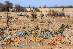 Aτομικό ταξίδι στο Βίντχουκ με Σαφάρι στο Etosha National Park